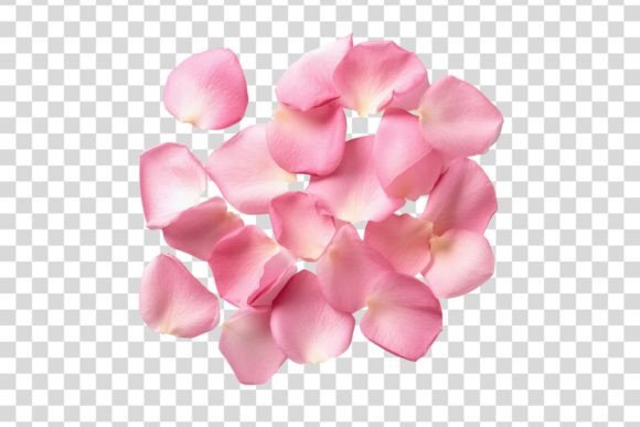 Download #116 Pink Rose Petals Isolated Element - Petal Collection